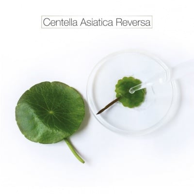 Centella Asiatica Reversa