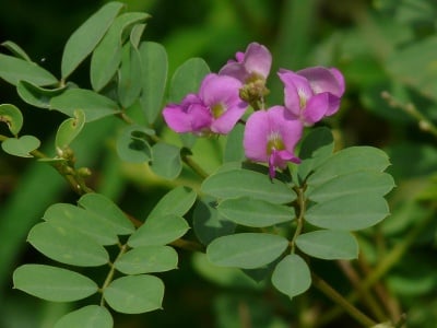 Neuromed (Tephrosia Purpurea Seed Extract)