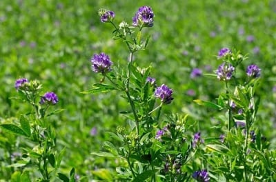 Екстракт от люцерна (Medicago sativa) 