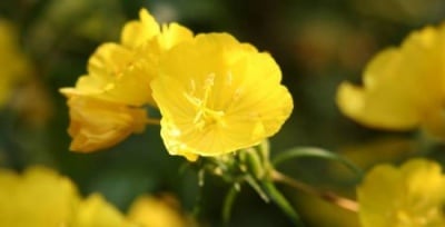 Масло от вечерна иглика (Evening Primrose Oil)