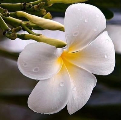 Frangipani