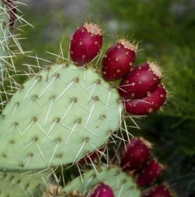 Екстракт от Opuntia vulgaris
