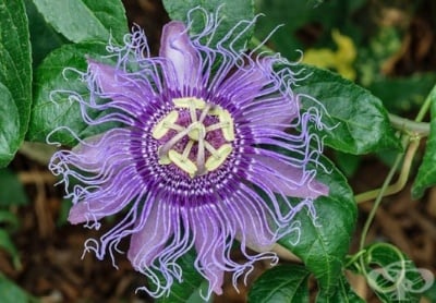 Passiflora incarnata 