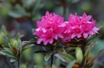 Алпийска роза (Rhododendron ferrugineum)