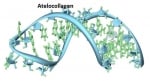 Ателоколаген - вид протеин с дълги фибри