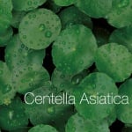 Centella Asiatica Reversa